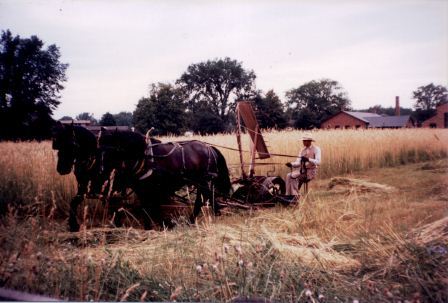 Horses used in farming