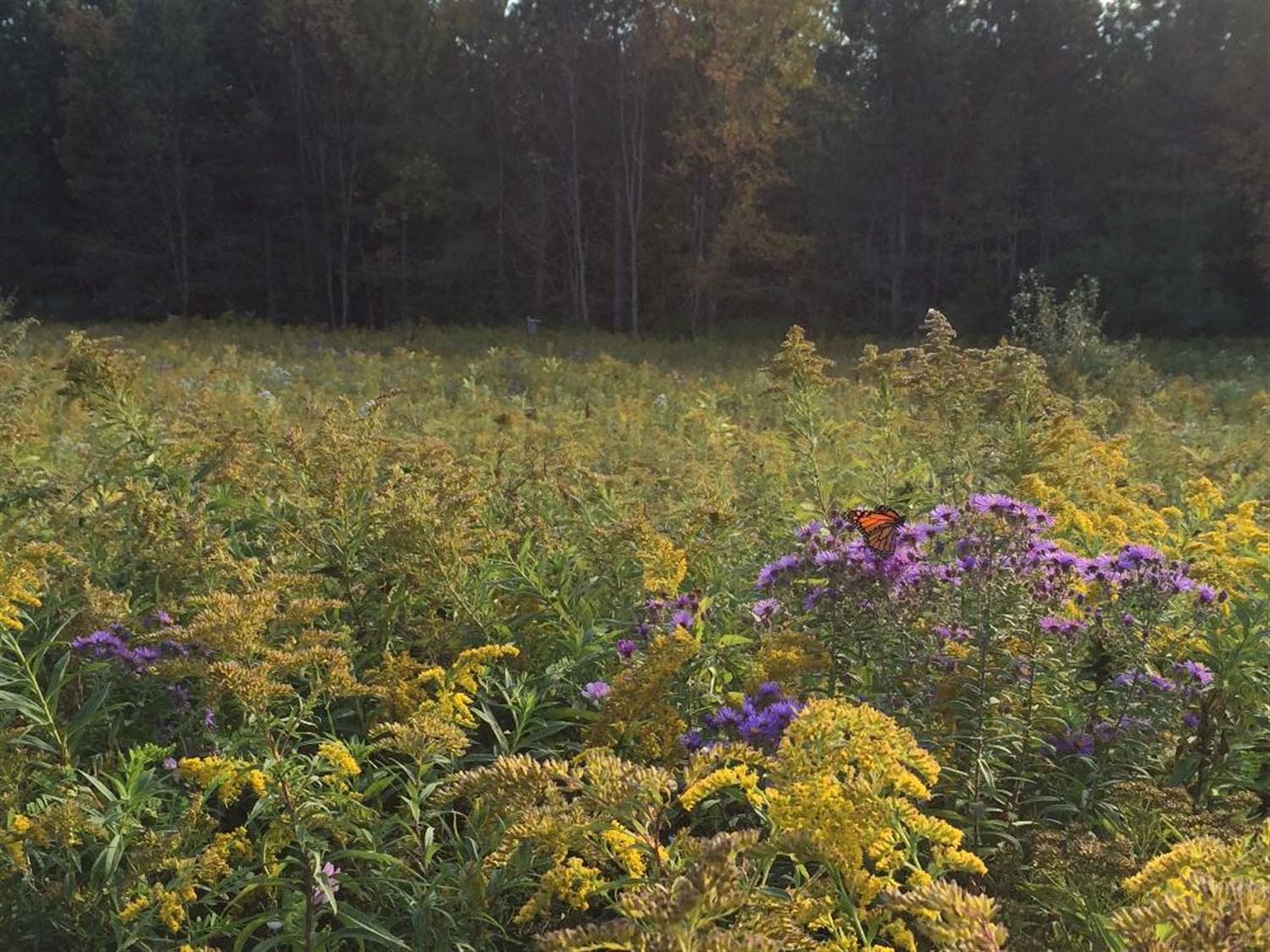 Butterfly Meadow